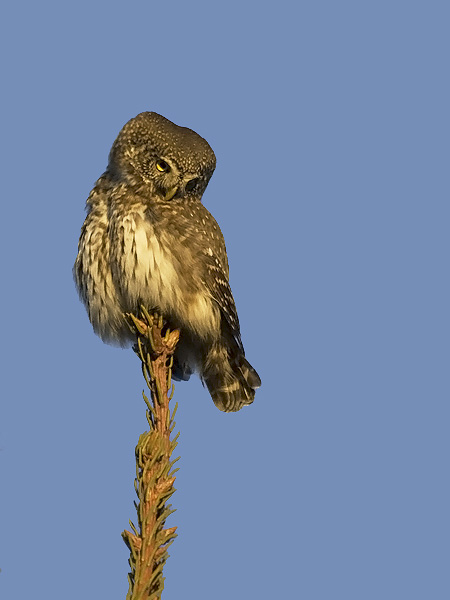 Varpuspöllö, Eurasian Pygmy Owl, Glaucidium passerinum 